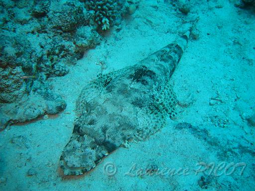 Poisson crocodile - Papilloculiceps longiceps (1).JPG